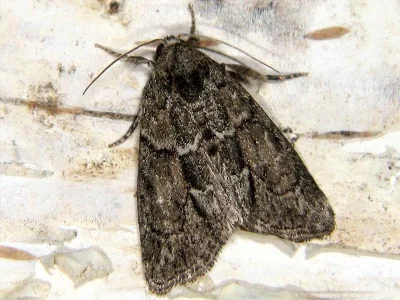 Cryphia (Cryphia) fraudatricula