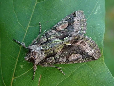 Allophyes (Allophyes) oxyacanthae