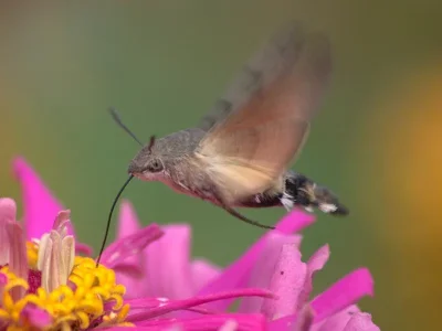 Macroglossum stellatarum