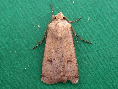 Agrotis (Agrotis) cinerea