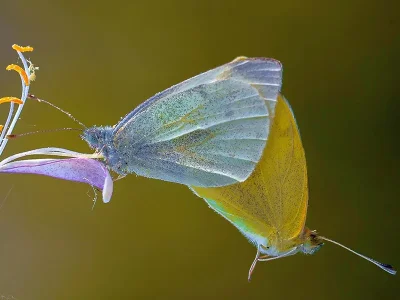 Pieris (Artogeia) rapae