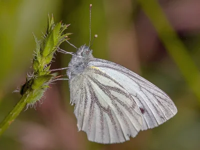 Pieris (Artogeia) napi