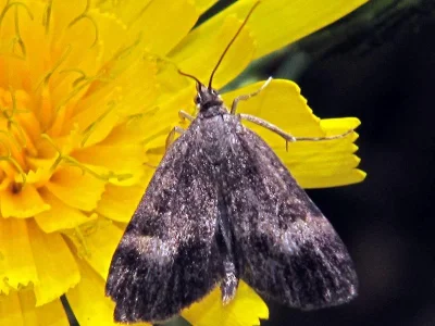 Udea hamalis