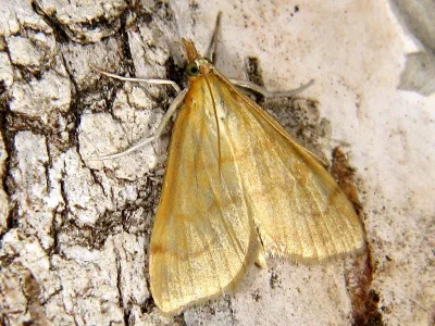 Anania crocealis