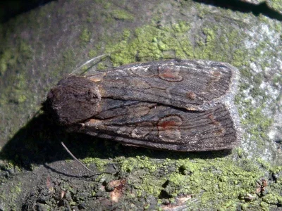Lithophane (Lithophane) furcifera