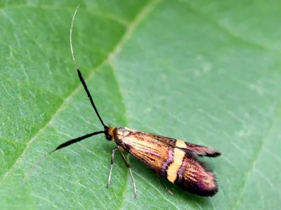 Nemophora degeerella