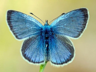 Glaucopsyche alexis