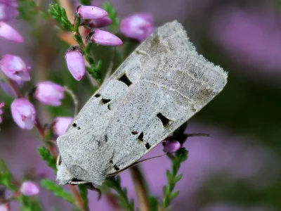 Eugnorisma (Eugnorisma) glareosa