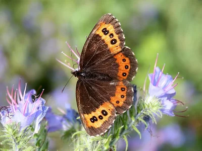 Erebia ligea