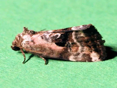 Elaphria venustula