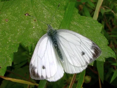 Pieris (Artogeia) napi