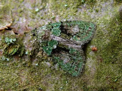 Cryphia (Euthales) algae