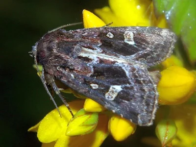 Celaena haworthii