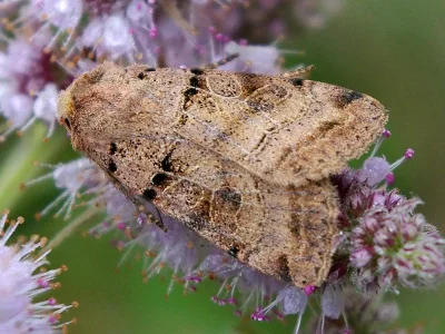 Eugnorisma (Metagnorisma) depuncta