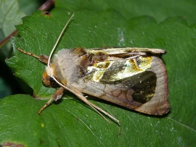 Diachrysia zosimi