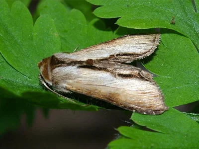 Cucullia prenanthis