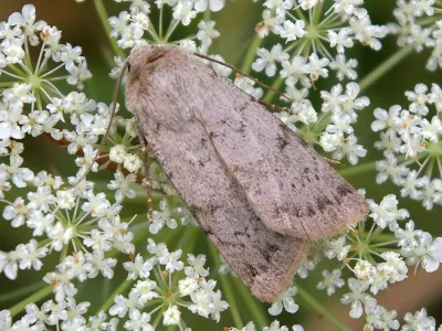 Epipsilia grisescens