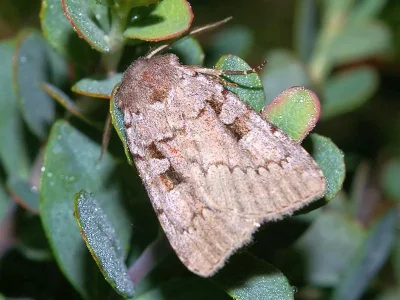 Coenophila subrosea