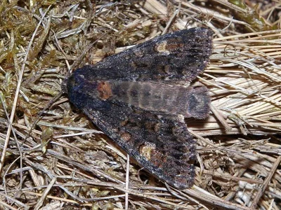 Apamea (Apamea) rubrirena