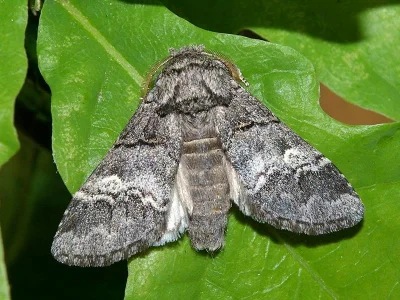 Drymonia querna