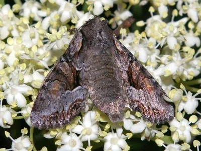Lacanobia (Lacanobia) w-latinum