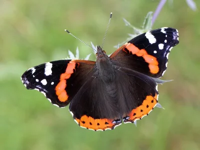 Vanessa atalanta