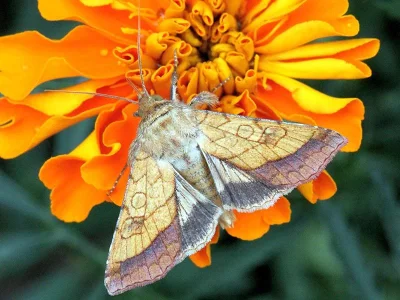 Pyrrhia umbra