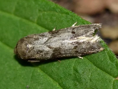 Blastobasis glandulella