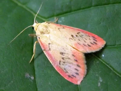 Miltochrista miniata