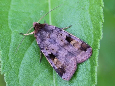 Diarsia brunnea
