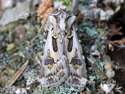 Agrotis (Agrotis) vestigialis