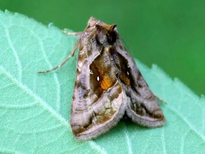 Autographa jota