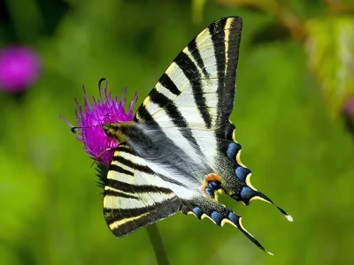 Iphiclides feisthamelii