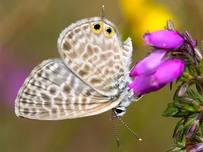 Leptotes pirithous