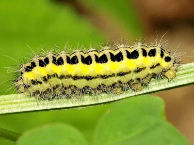 Zygaena (Z.) transalpina
