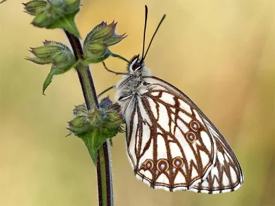 Melanargia (Argeformia) occitanica