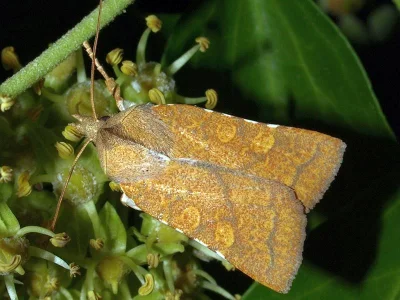 Jodia croceago