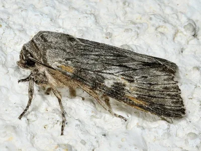 Scotochrosta pulla