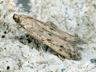 Phycitodes albatella