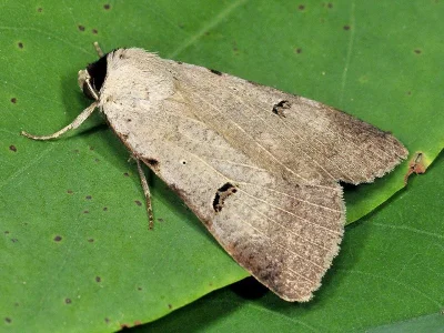 Lygephila (Lygephila) craccae