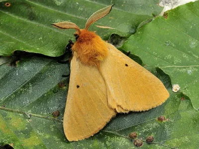 Lemonia taraxaci