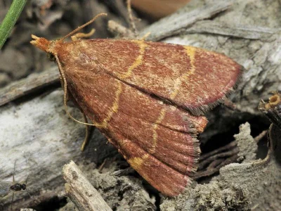 Hypsopygia rubidalis