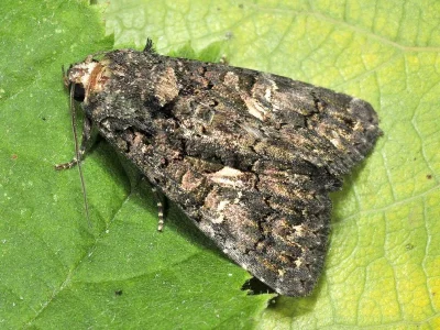 Aedia leucomelas