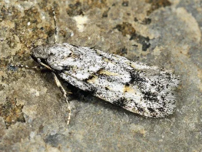 Symmoca signatella