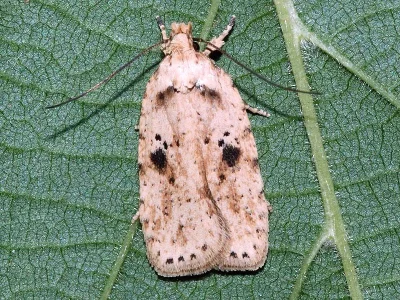 Agonopterix arenella