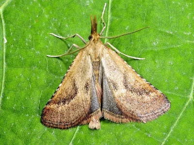 Synaphe punctalis