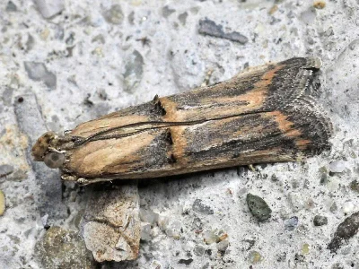 Psorosa dahliella