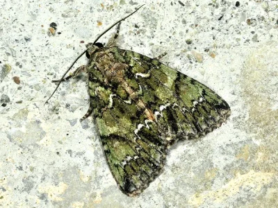 Polyphaenis sericata