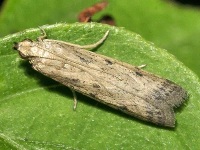 Phycitodes inquinatella