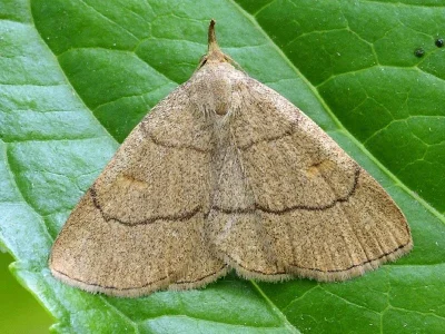 Paracolax tristalis